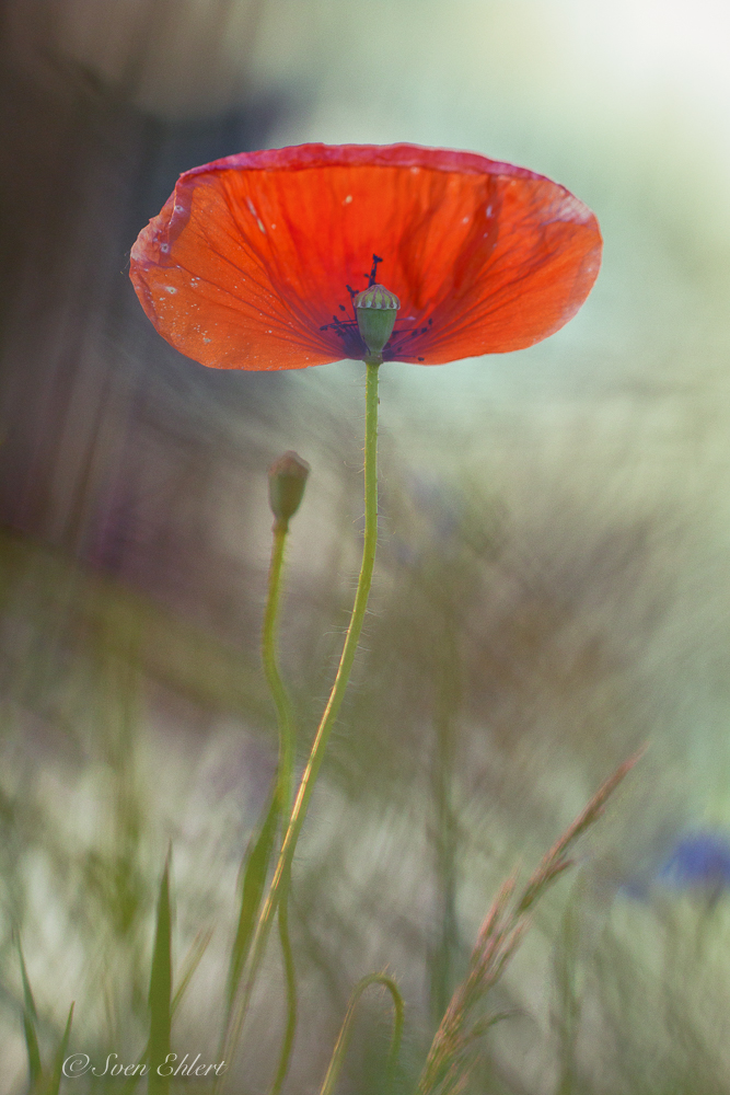 Mohn mit Handicap