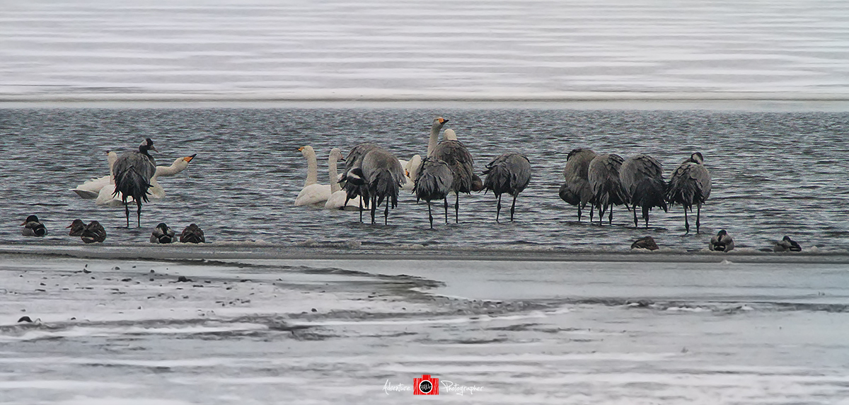 Cranes and whoopers