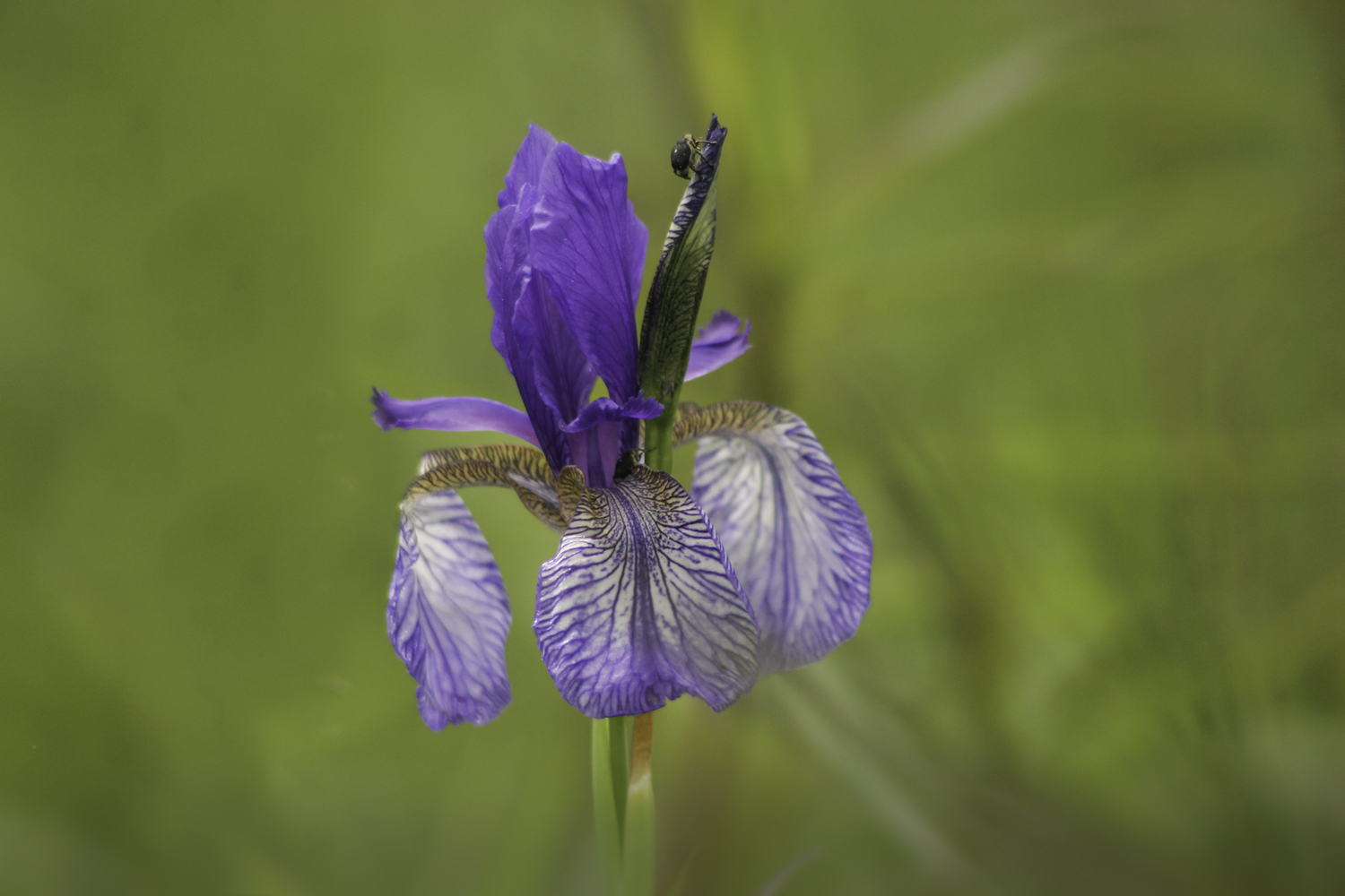 Iris Sibirica