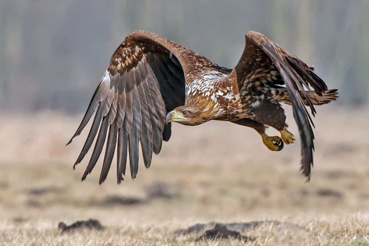Seeadler , Flugstudie