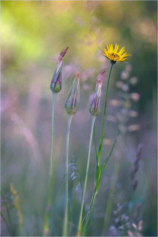 Wiesenbocksbart