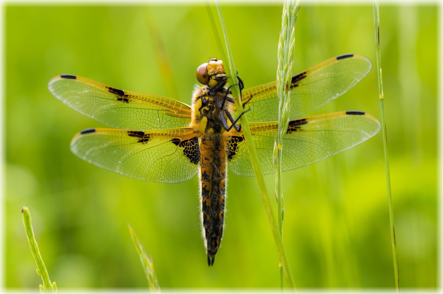 Libellula quadrimaculata