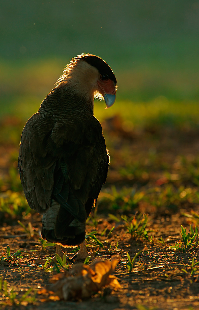 Schopfkarakara (Caracara plancus)