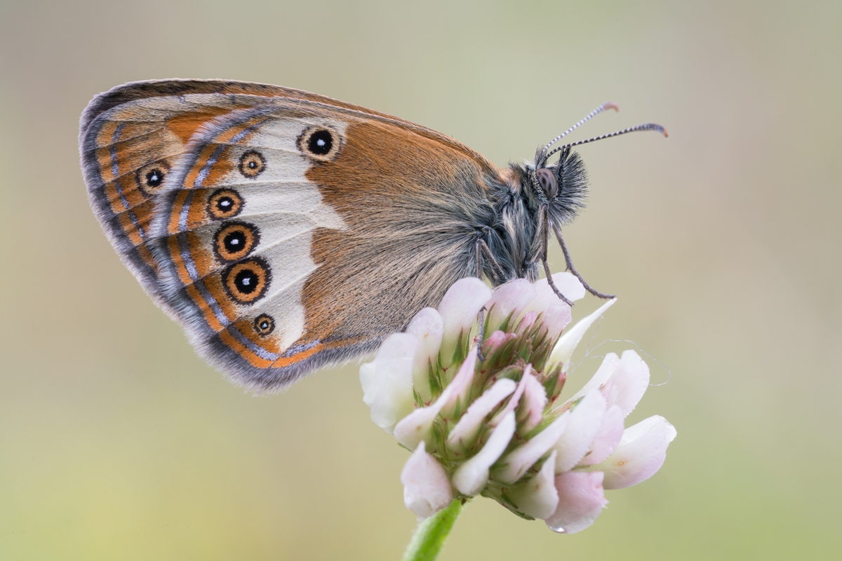 Weißbindiges Wiesenvögelchen, (Coenonympha arcania)