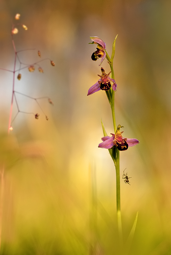 Bienenragwurz mit Besuch