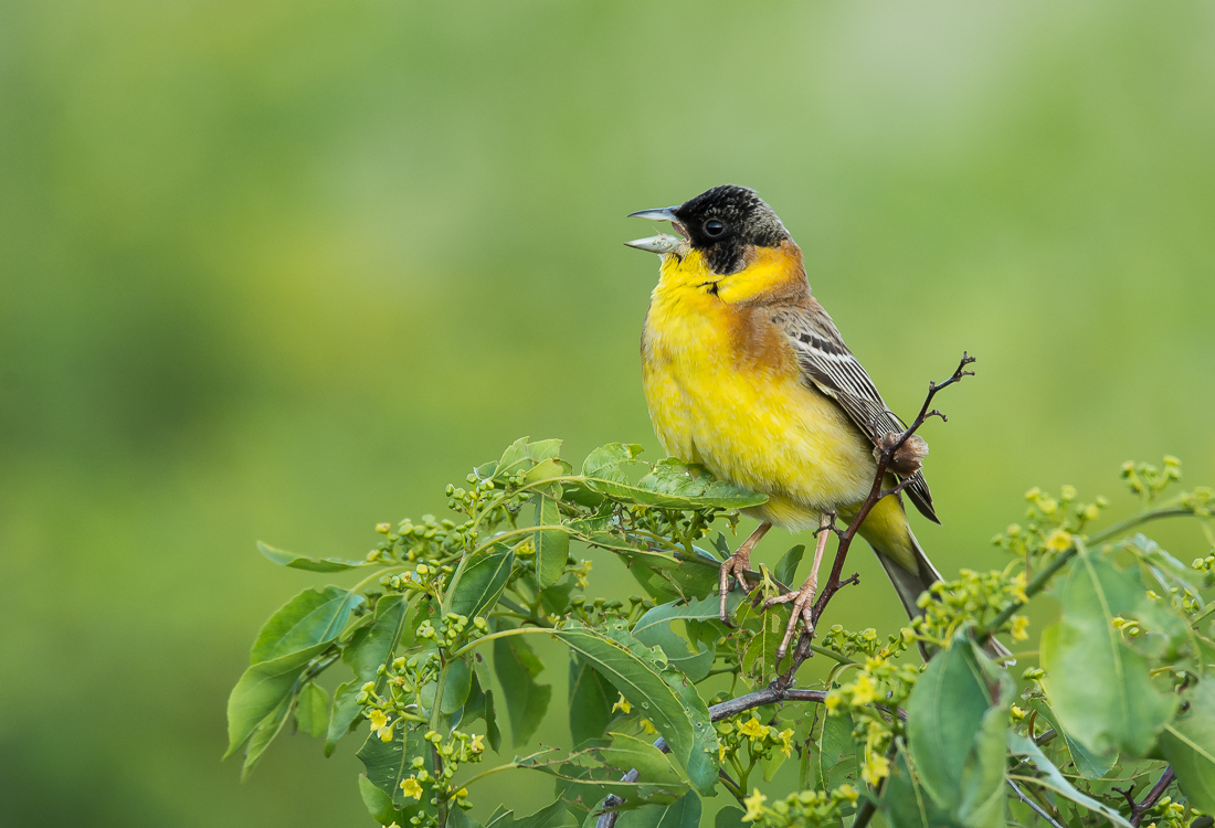 Kappenammer ( Emberiza melanocephala