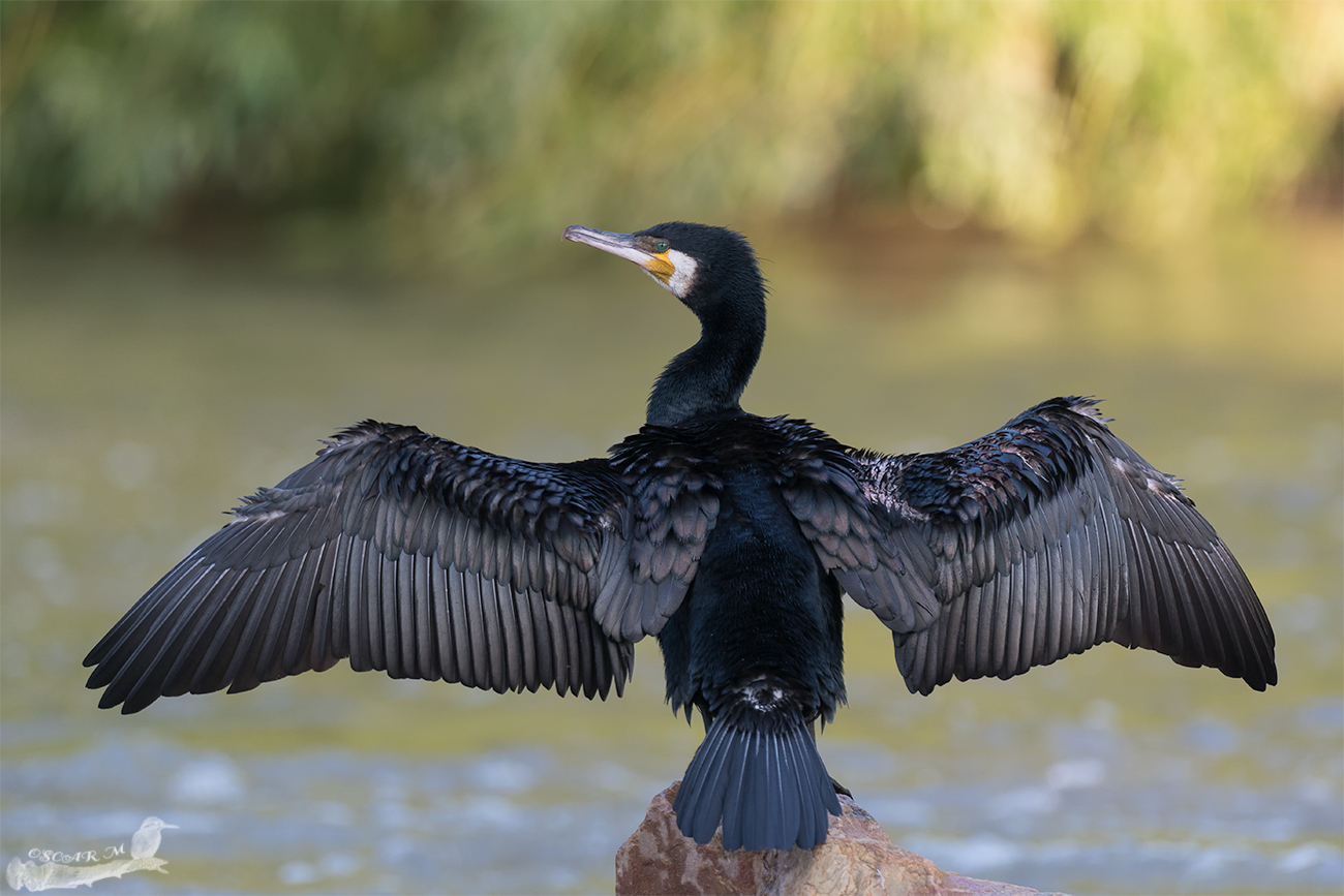 Kormoran