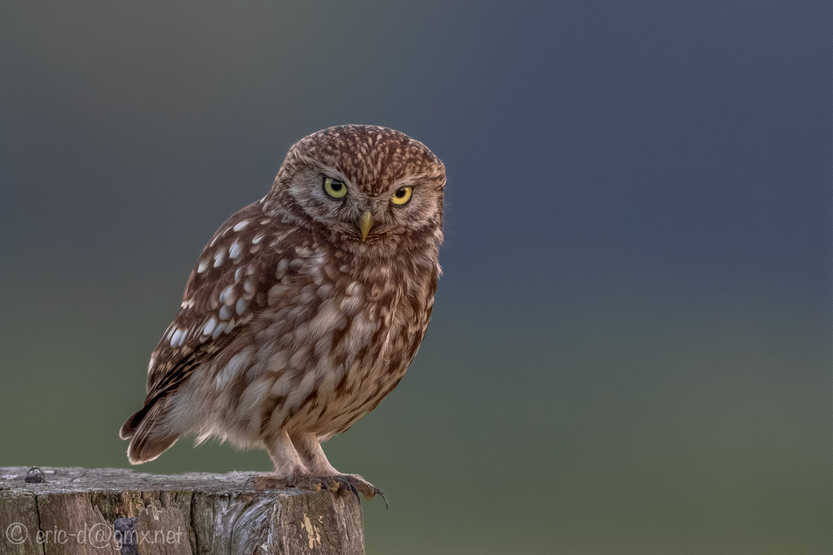 Strenger Blick