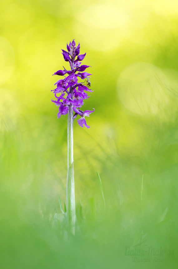 Orchis mascula