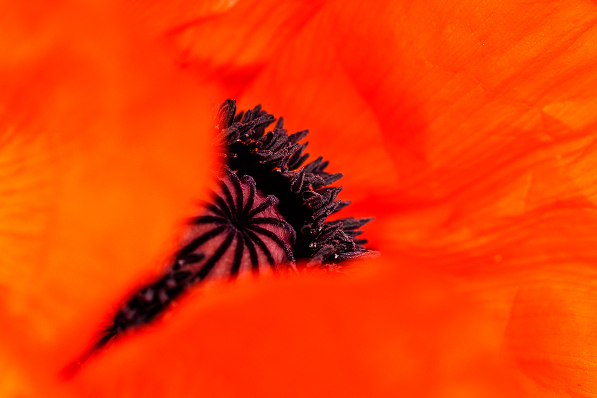 Mohn