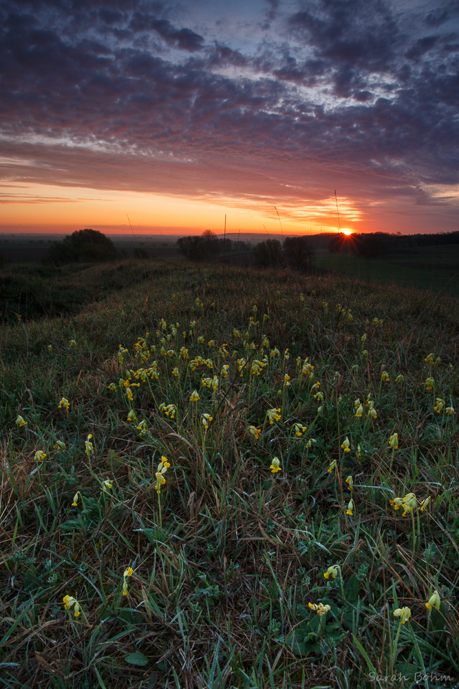 Ein Meer aus Schluesselblumen