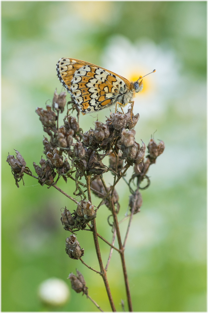 Wegerich-Scheckenfalter (Melitaea cinxia)