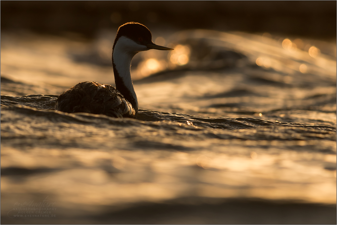 Western Grebe