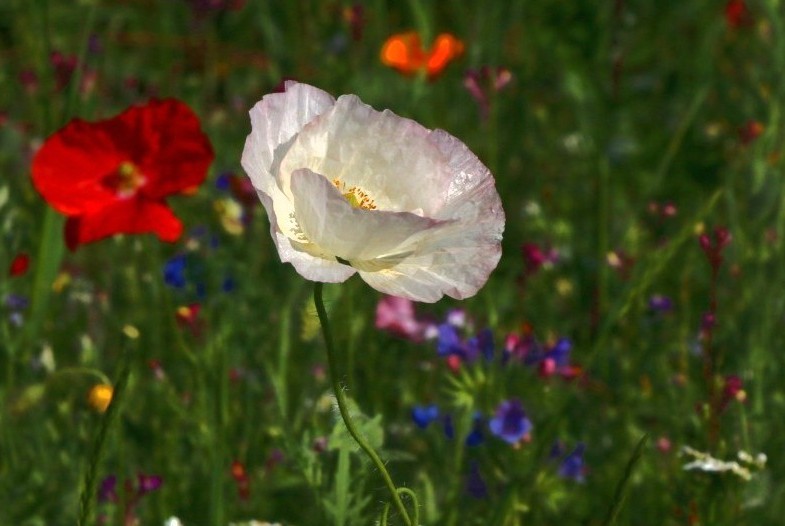 Weißer Mohn ...