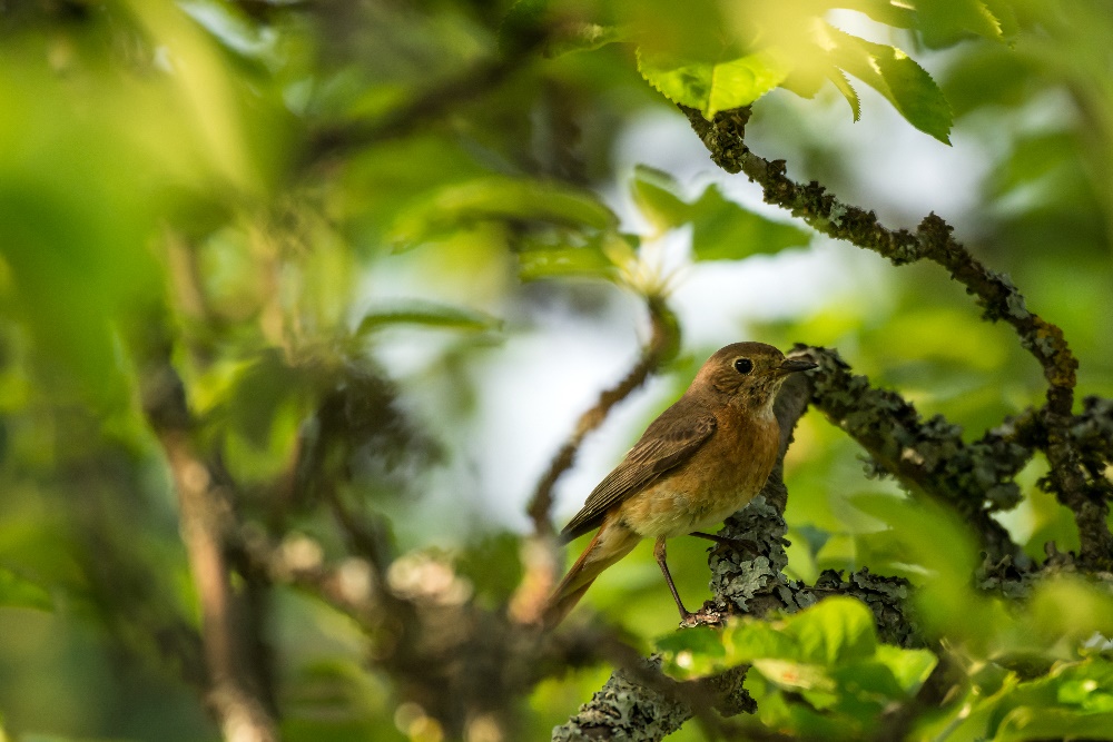 Leben im alten Apfelbaum