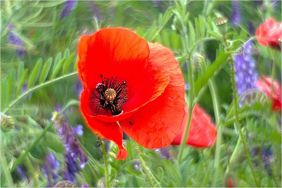 Drehkklatschmohn