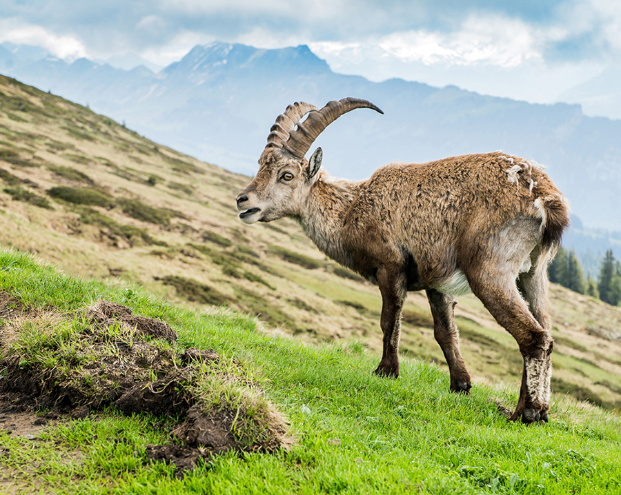 Junger Steinbock