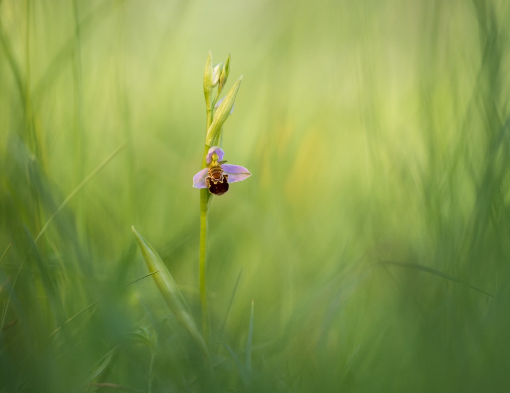 Bienenragwurz (Ophrys apifera)