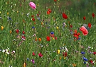 Sommer-Blumen-Wiese