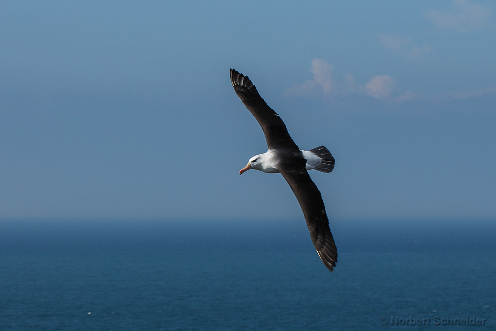 Schwarzbrauenalbatros