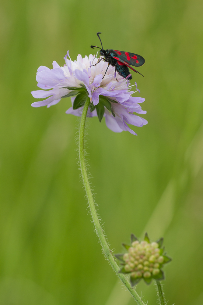 Widderchen auf Ackerwitwenblume