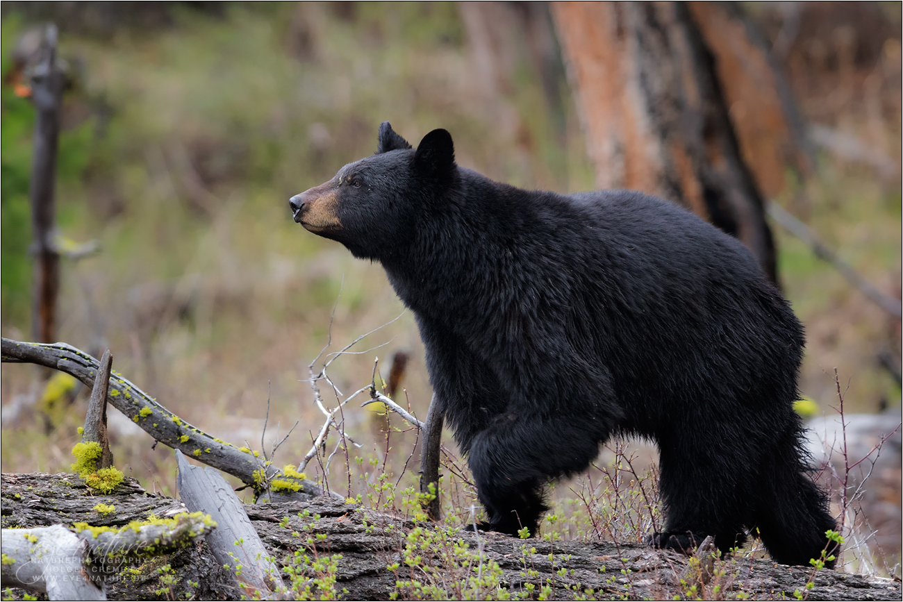 Schwarzbär(in)