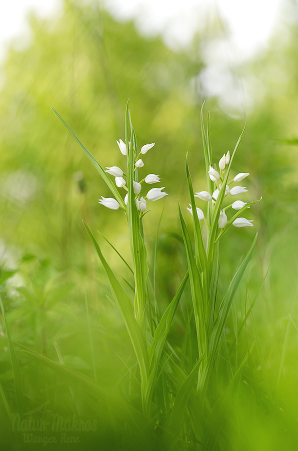 Cephalanthera longifolia