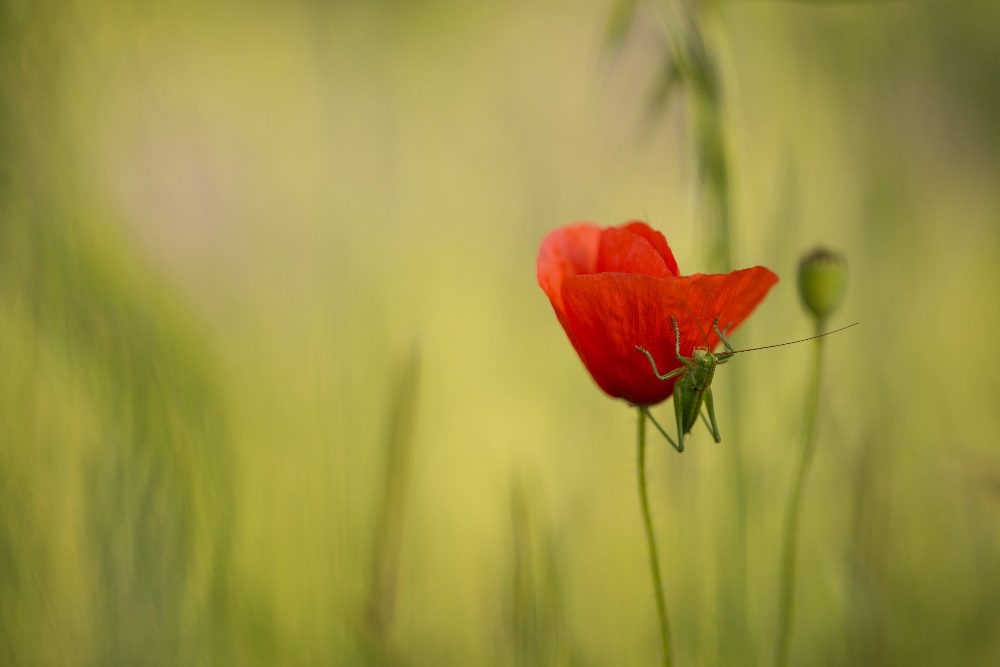 Mohn-Hüpfer