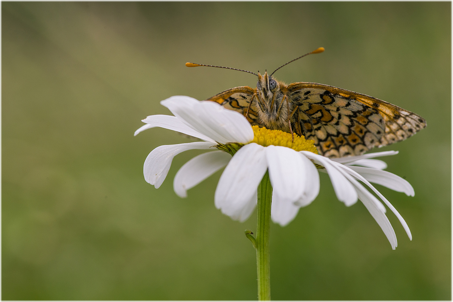 Melitaea cinxia