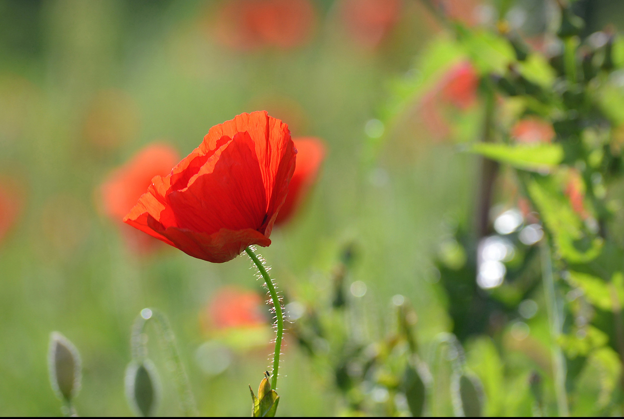 Mohn