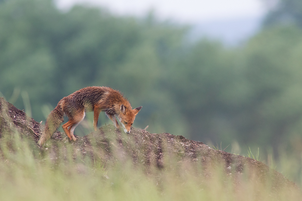 mein einziger Fuchs