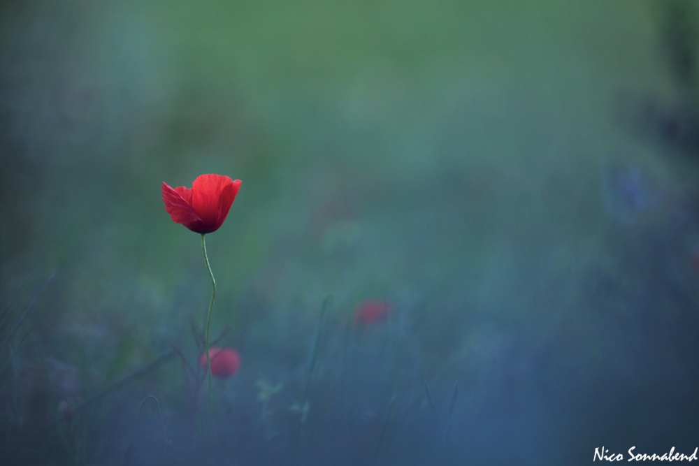 durch den lavendel