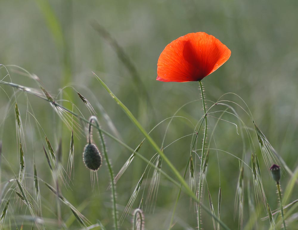 Leuchtend rot (Forum für Naturfotografen)