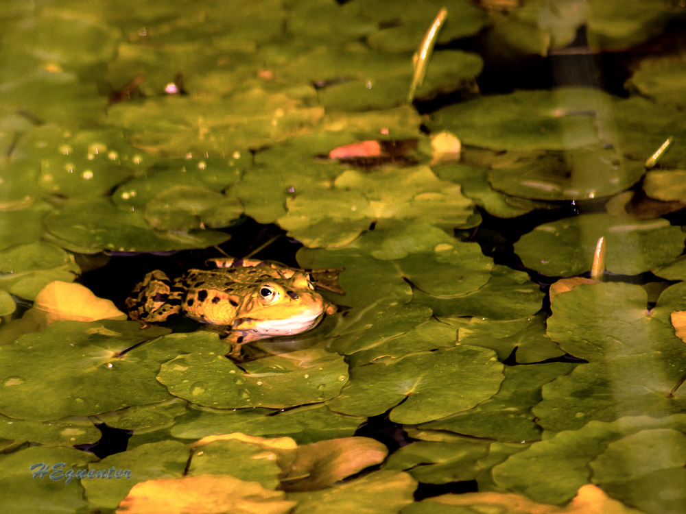 der Frosch im Teich