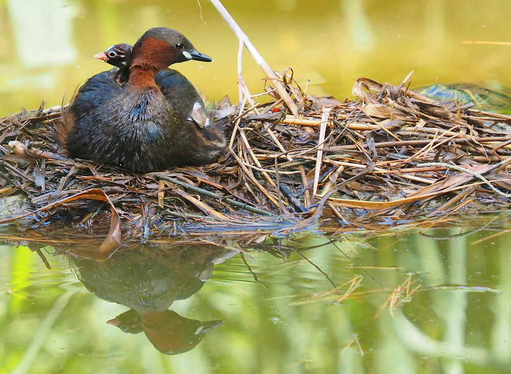 Zwergtaucher im Nest