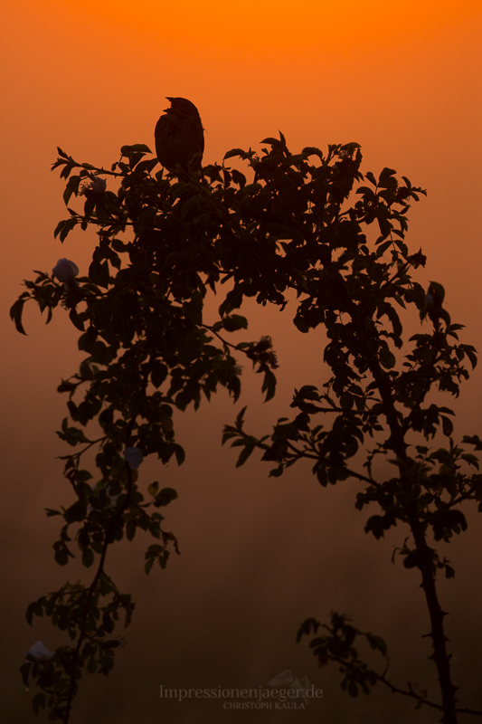 Der frühe Vogel