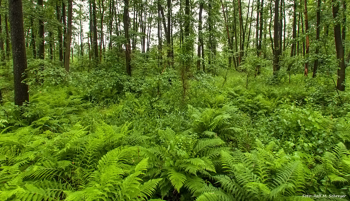fast wie Urwald
