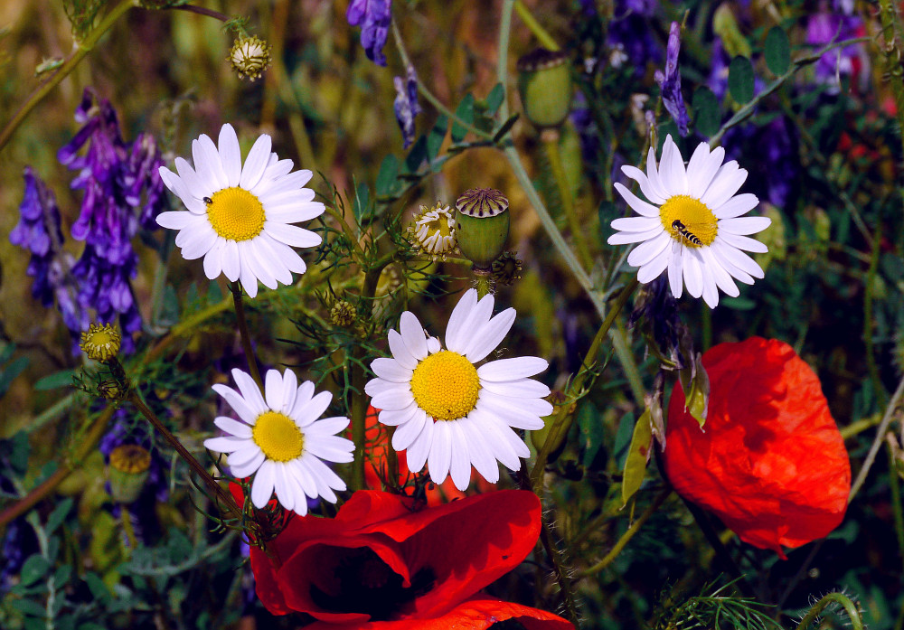 Kamille - Mohn - Impression