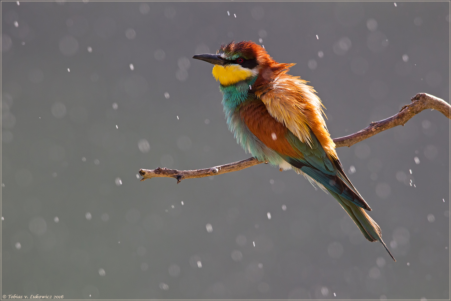 Regen