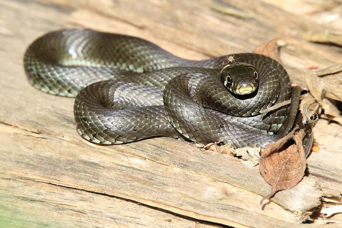 Kleine Natrix beim Sonnen