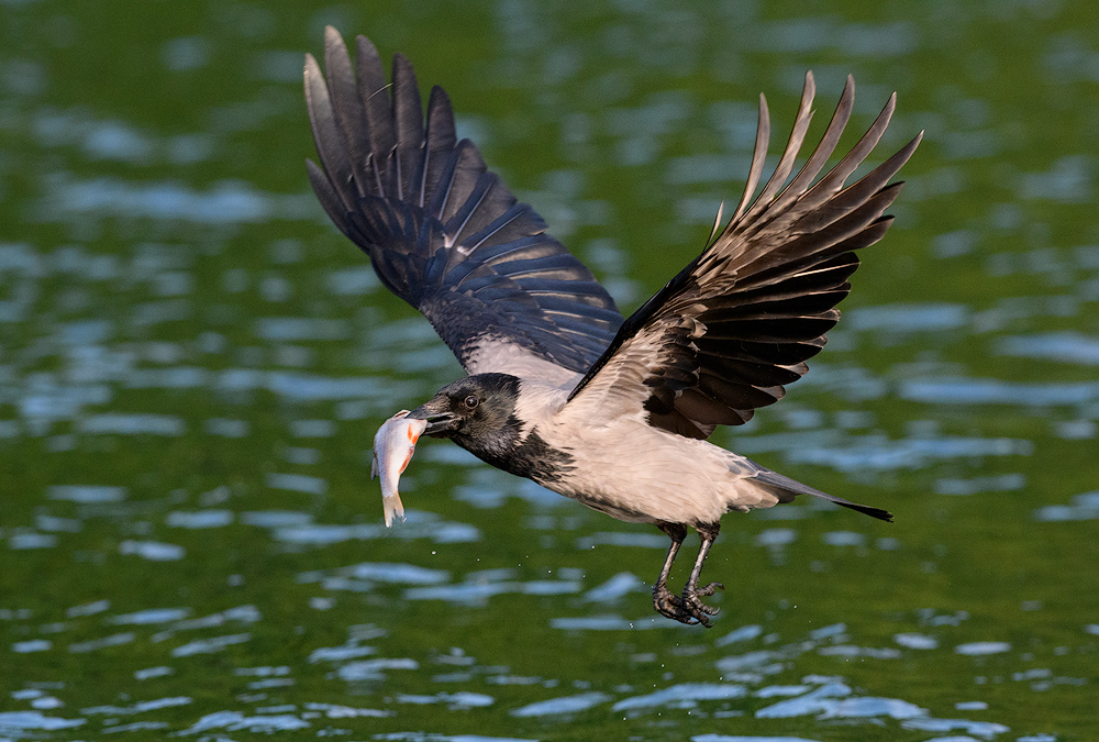 Fishermens Crow