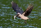 Fishermens Crow
