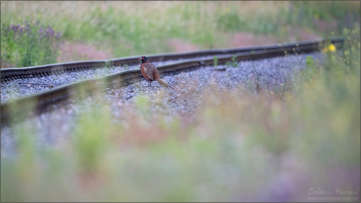 ~ waiting for the train ~