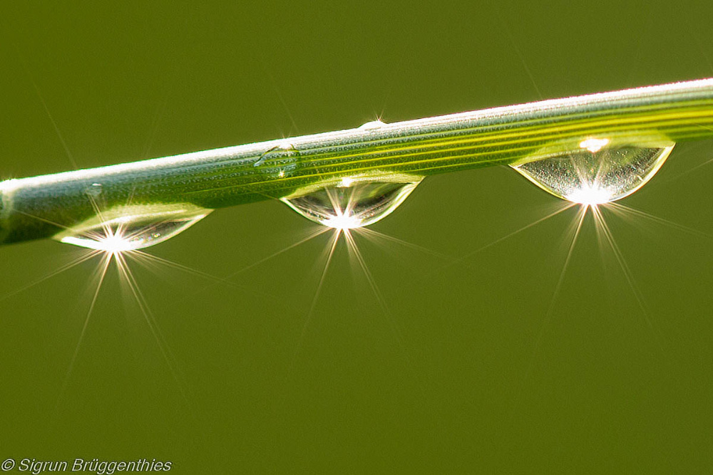 Kleine Diamanten... ;-)