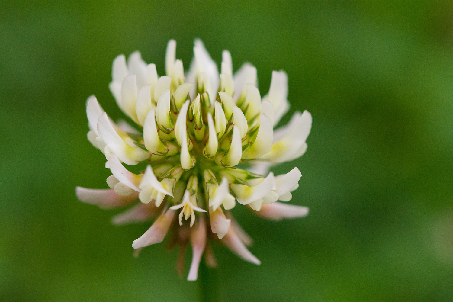 Kleeblüte (Forum für Naturfotografen)