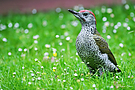 Jungspecht bei Futtersuche
