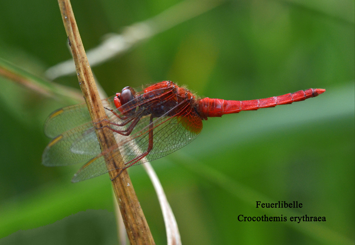 Feuerlibelle