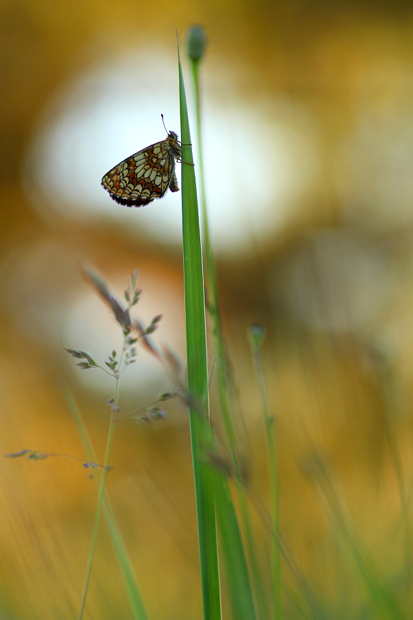 Auf der wilden Wiese