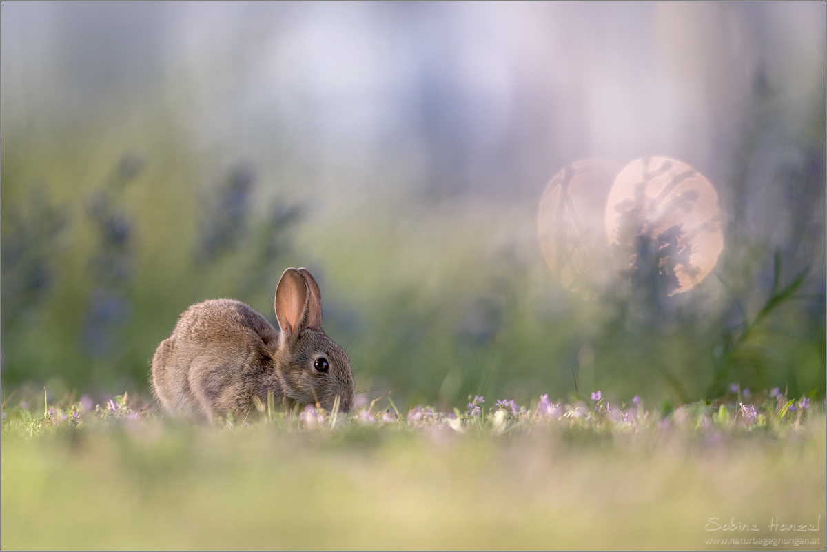 ~ wild rabbit ~