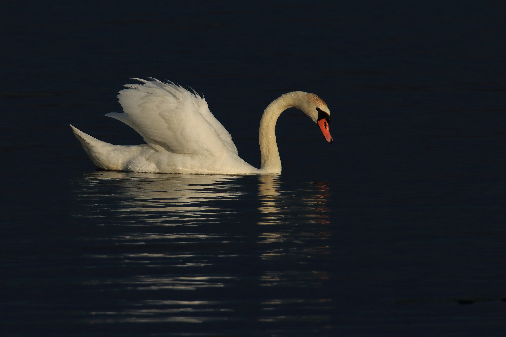 Höckerschwan im Licht